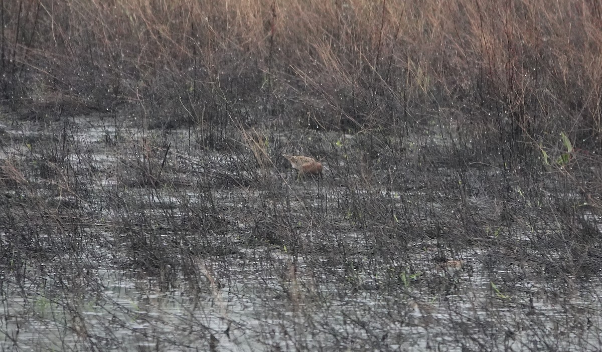 Long-billed Dowitcher - ML618004178