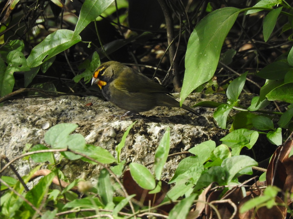 Yellow-faced Grassquit - ML618004179