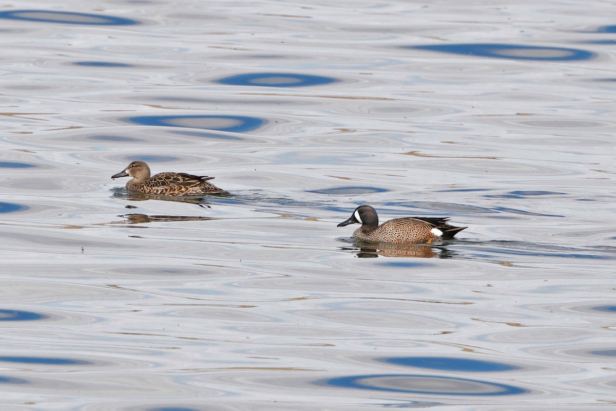Blue-winged Teal - ML618004192