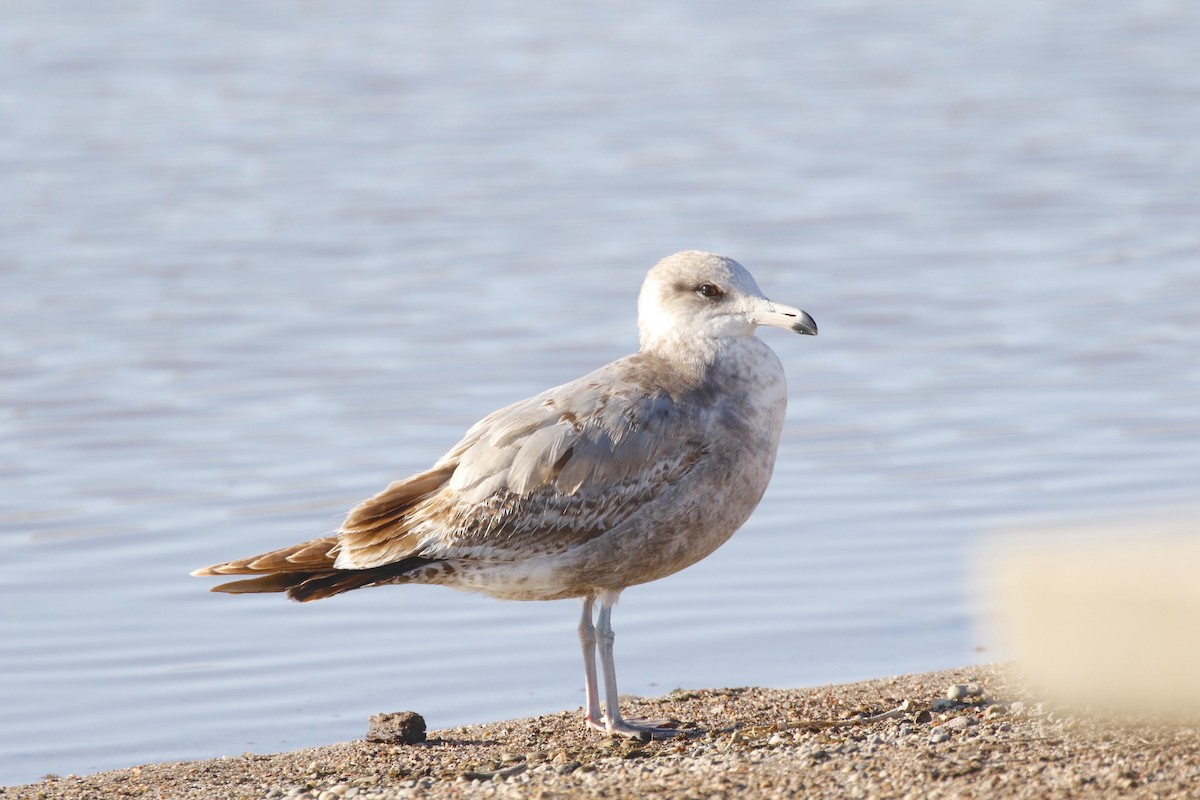 California Gull (albertaensis) - ML618004253