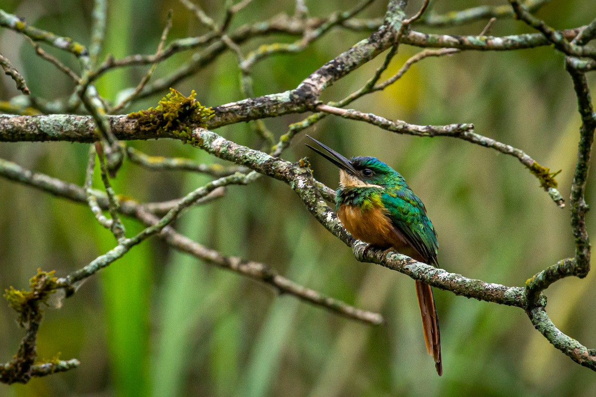 Rufous-tailed Jacamar - ML618004279