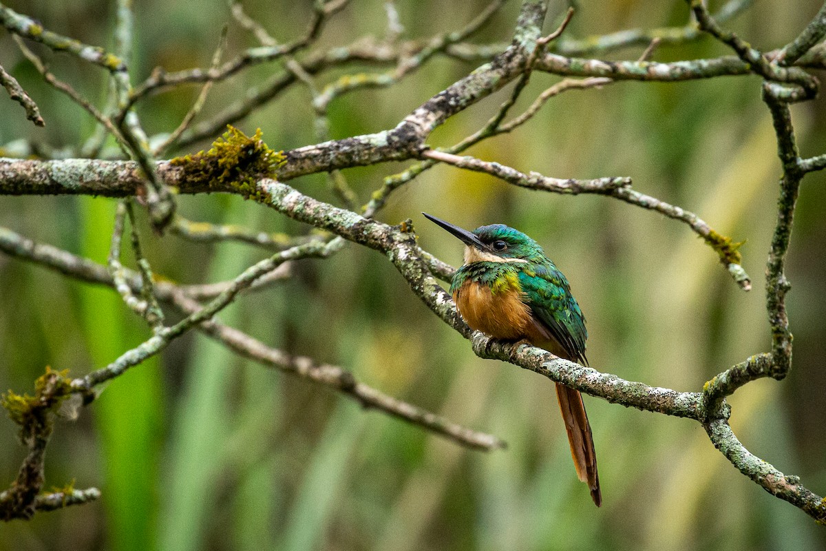 Rufous-tailed Jacamar - ML618004280