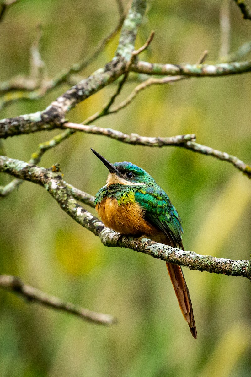 Rufous-tailed Jacamar - ML618004281