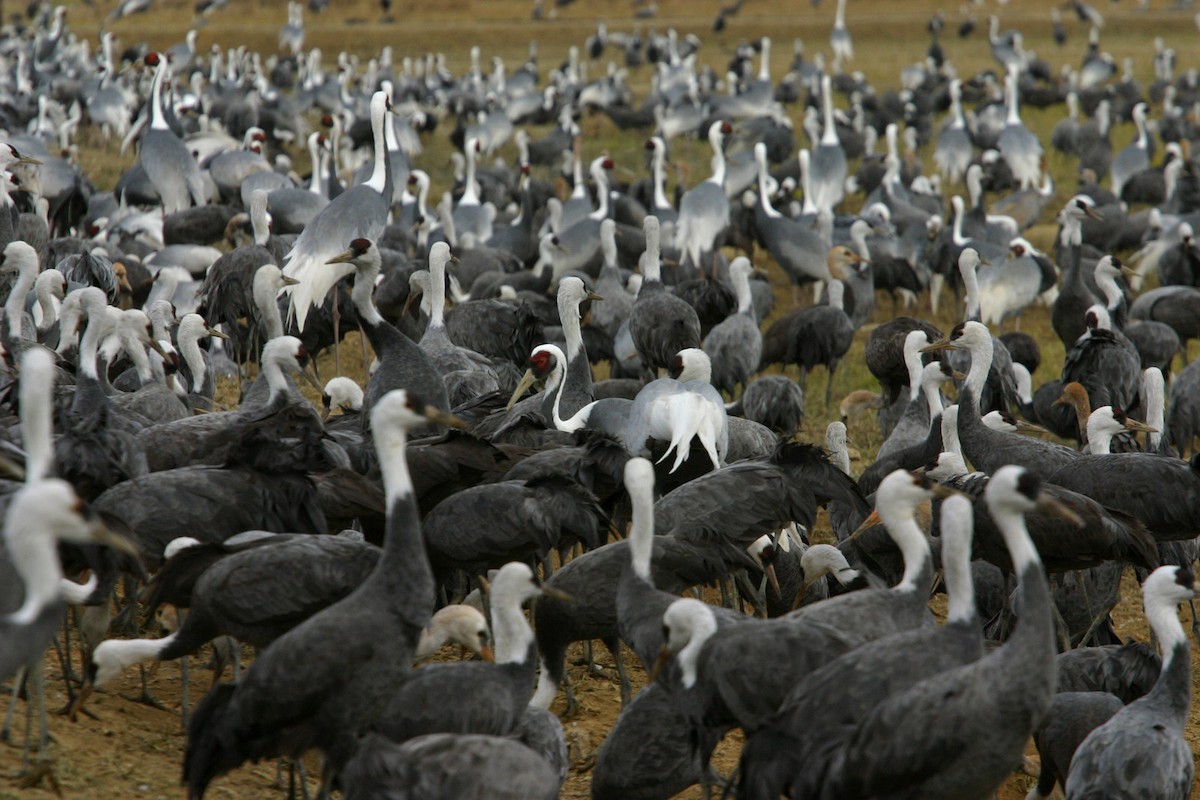 Grulla Cuelliblanca - ML618004284