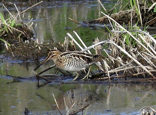 Wilson's Snipe - ML618004321