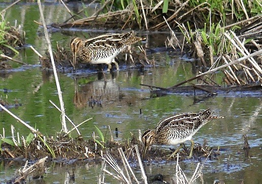 Wilson's Snipe - ML618004331