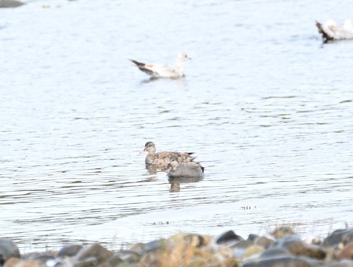 Canard chipeau - ML618004393