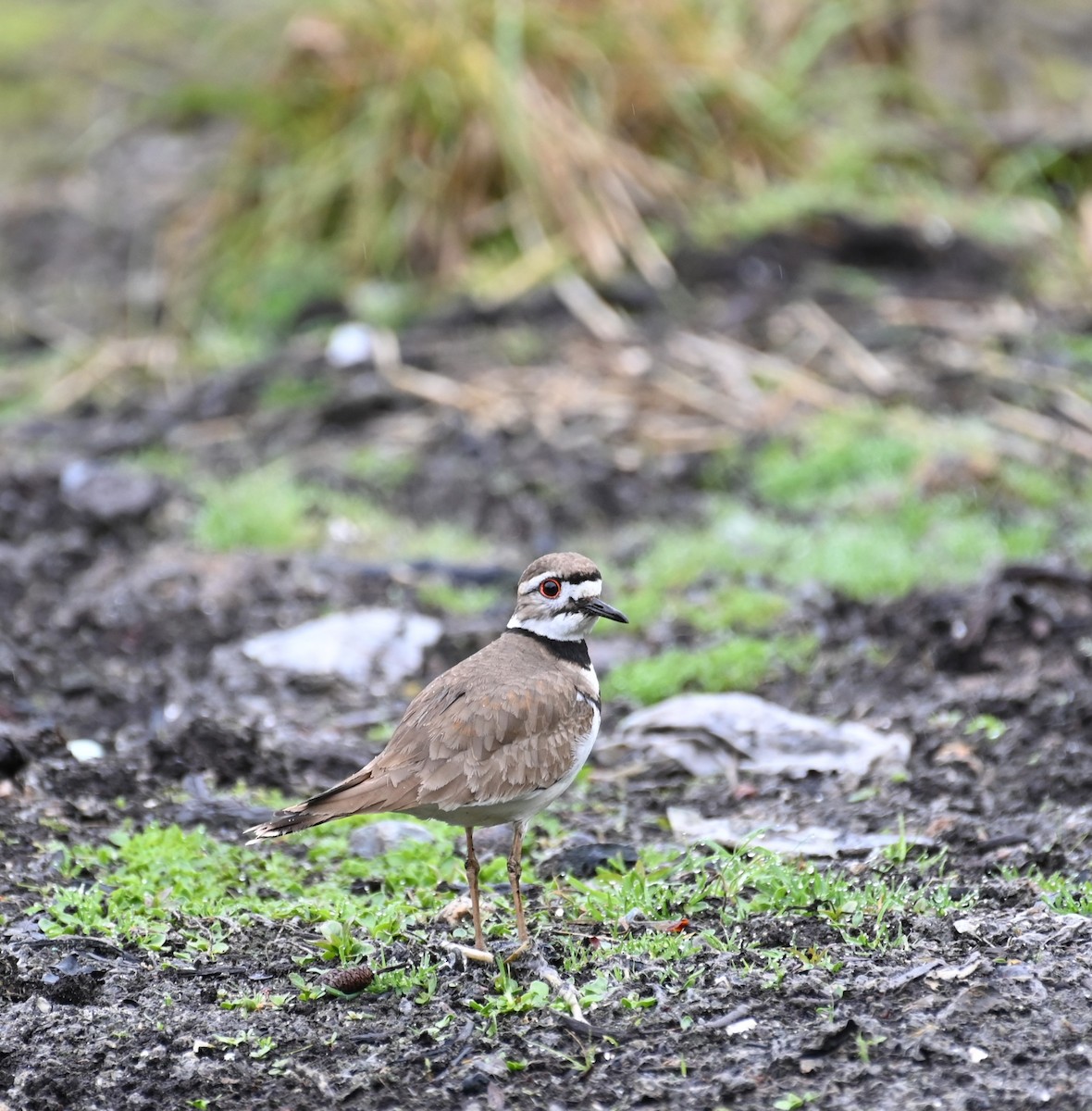 Killdeer - ML618004403