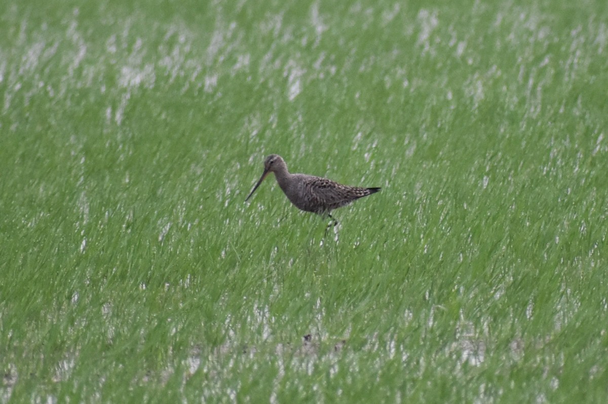 Hudsonian Godwit - Claire H