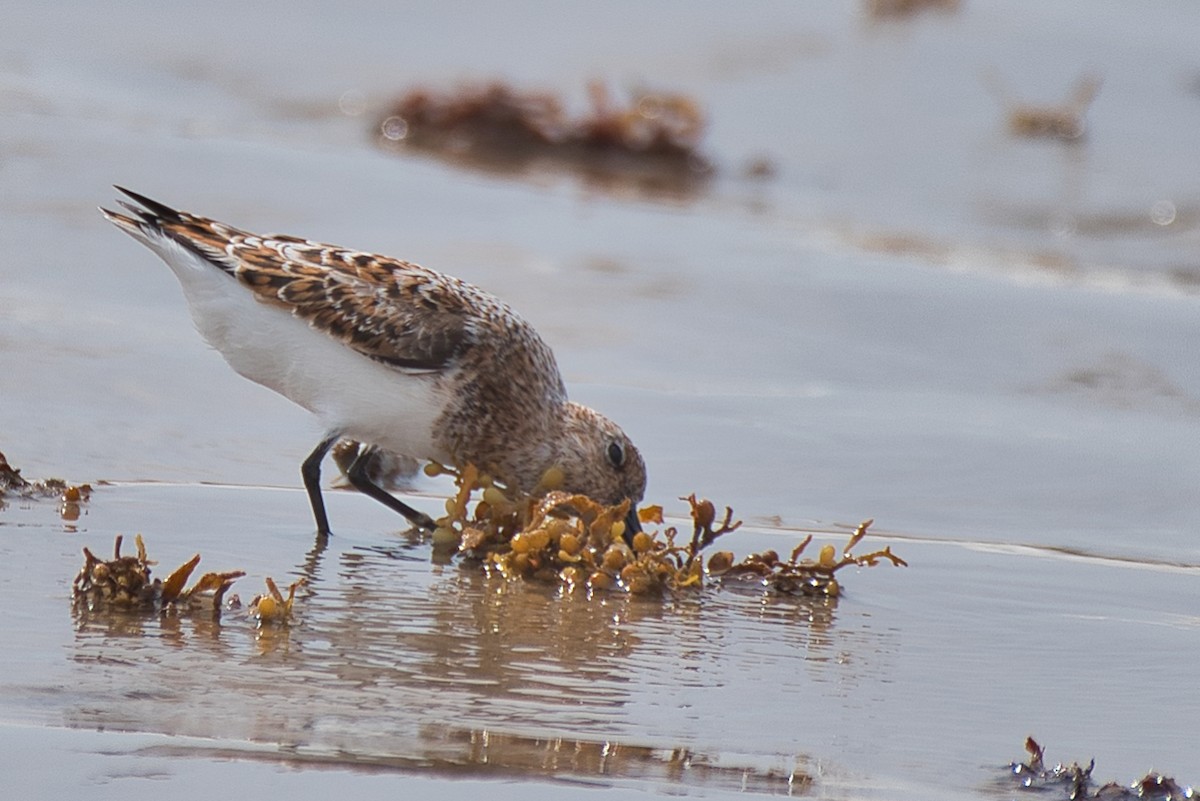 Bécasseau sanderling - ML618004484