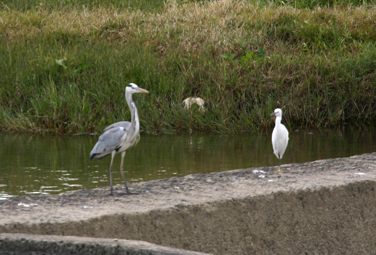 Little Egret - William Clark