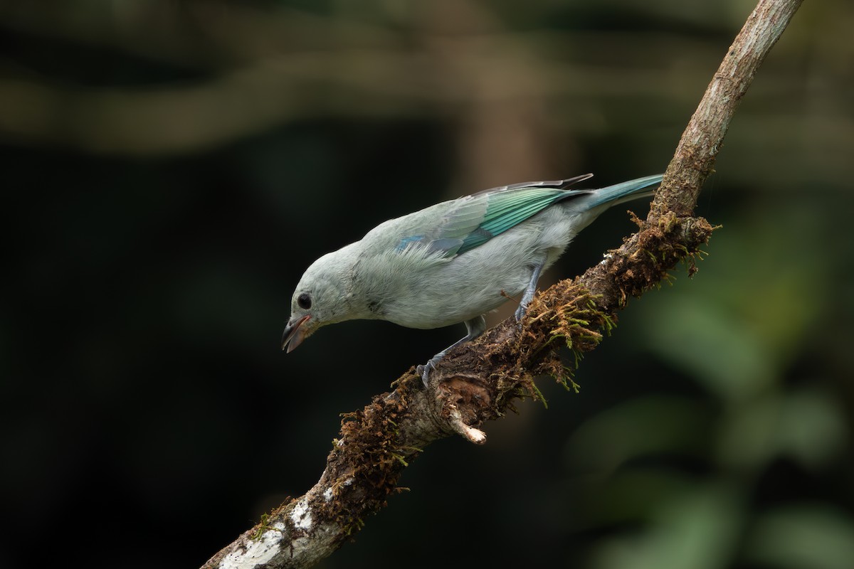 Blue-gray Tanager - Paul Molina A