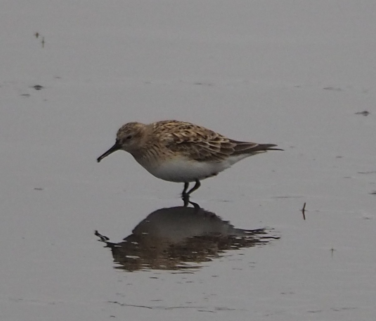 Baird's Sandpiper - John Hiebert