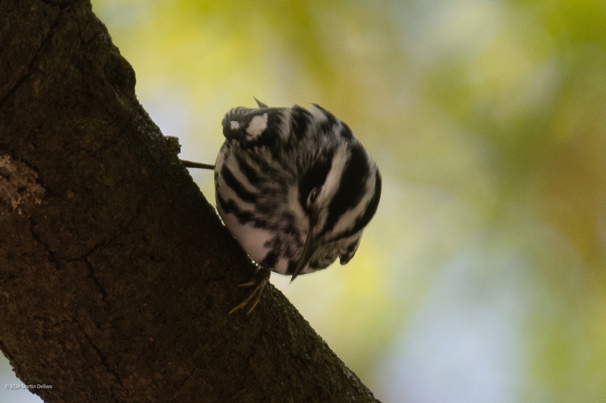 Black-and-white Warbler - Martin Dellwo