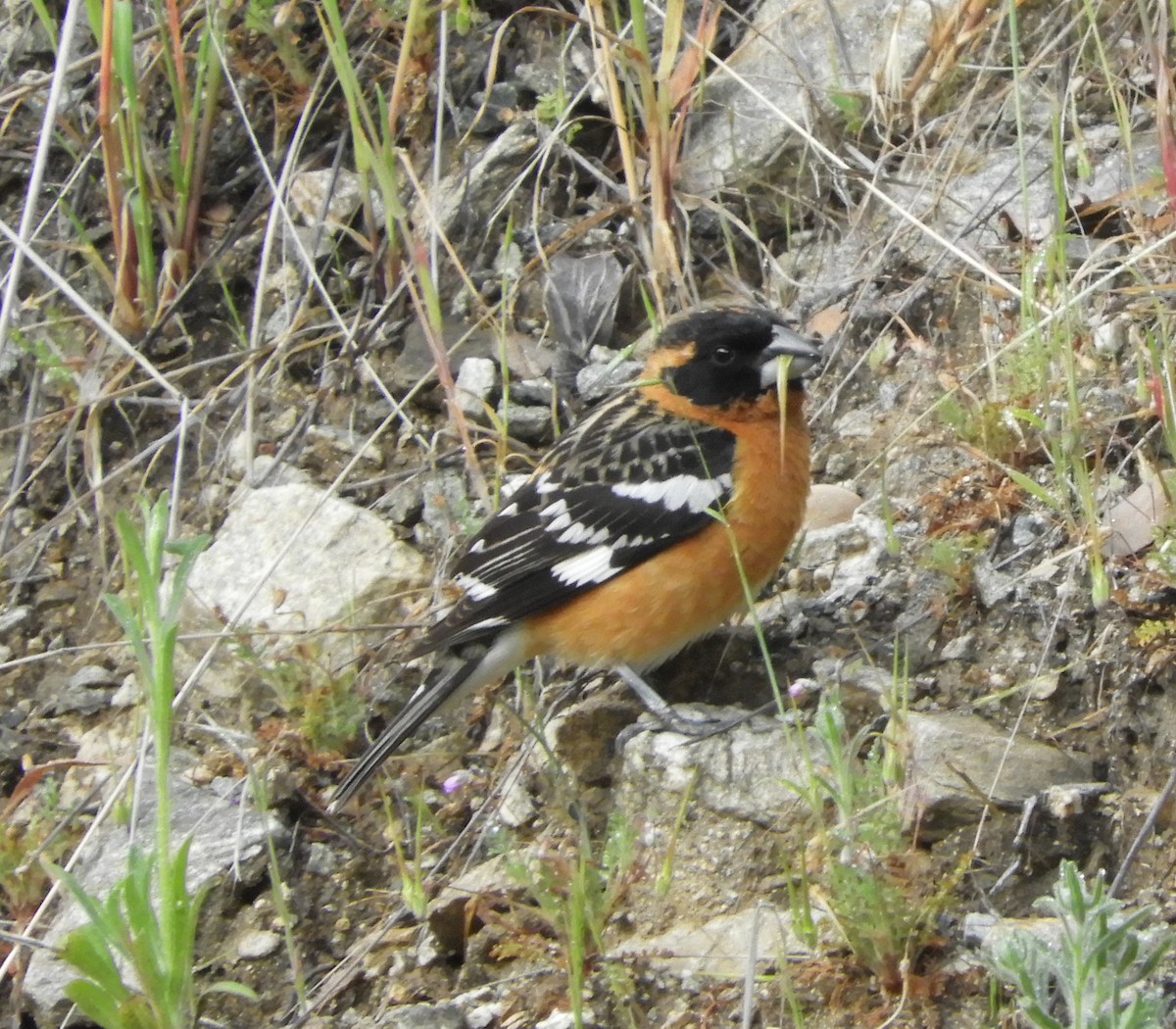 Cardinal à tête noire - ML618004648