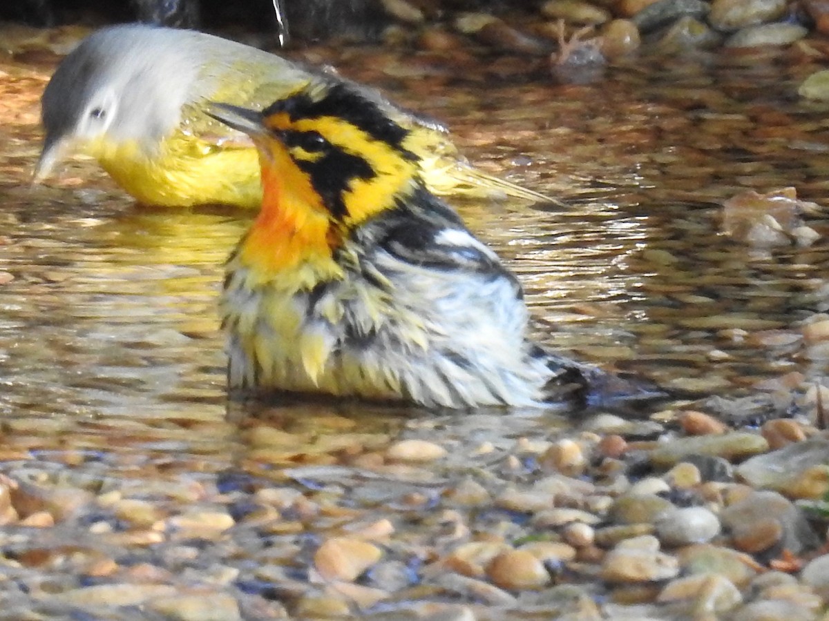 Blackburnian Warbler - Wendi Leonard