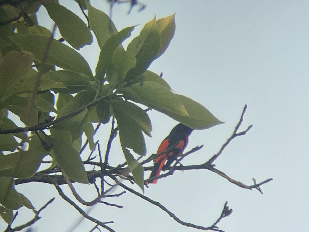 赤紅山椒鳥 - ML618004801