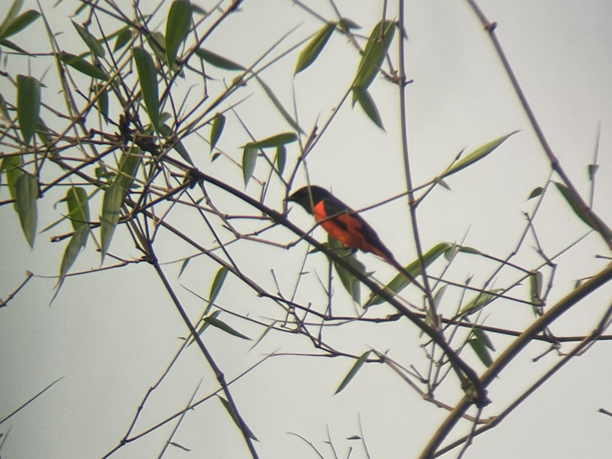 赤紅山椒鳥 - ML618004802