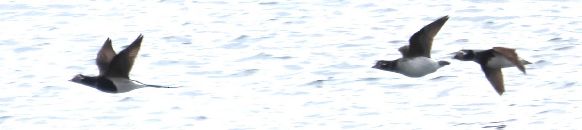Long-tailed Duck - ML618004869