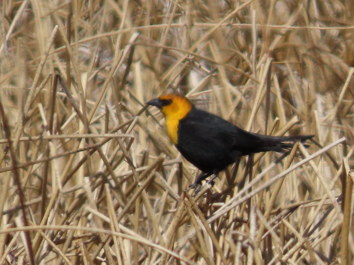 Yellow-headed Blackbird - ML618004941