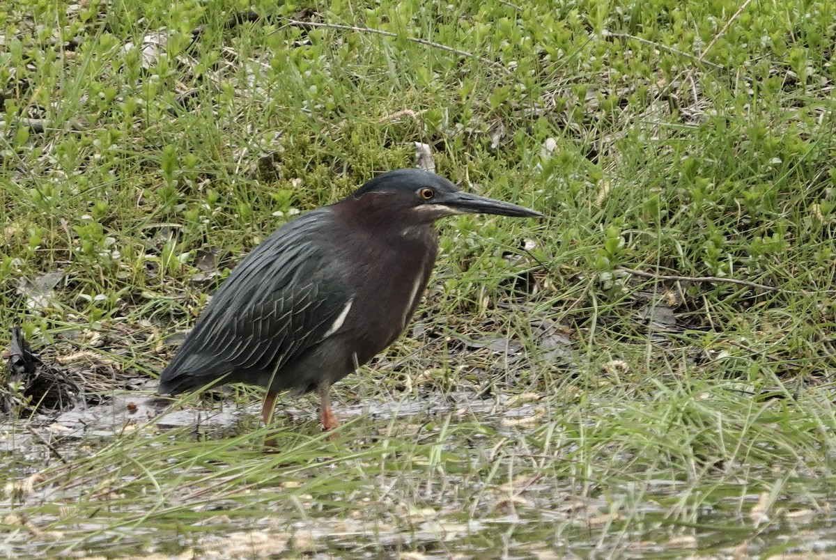 Green Heron - ML618004958