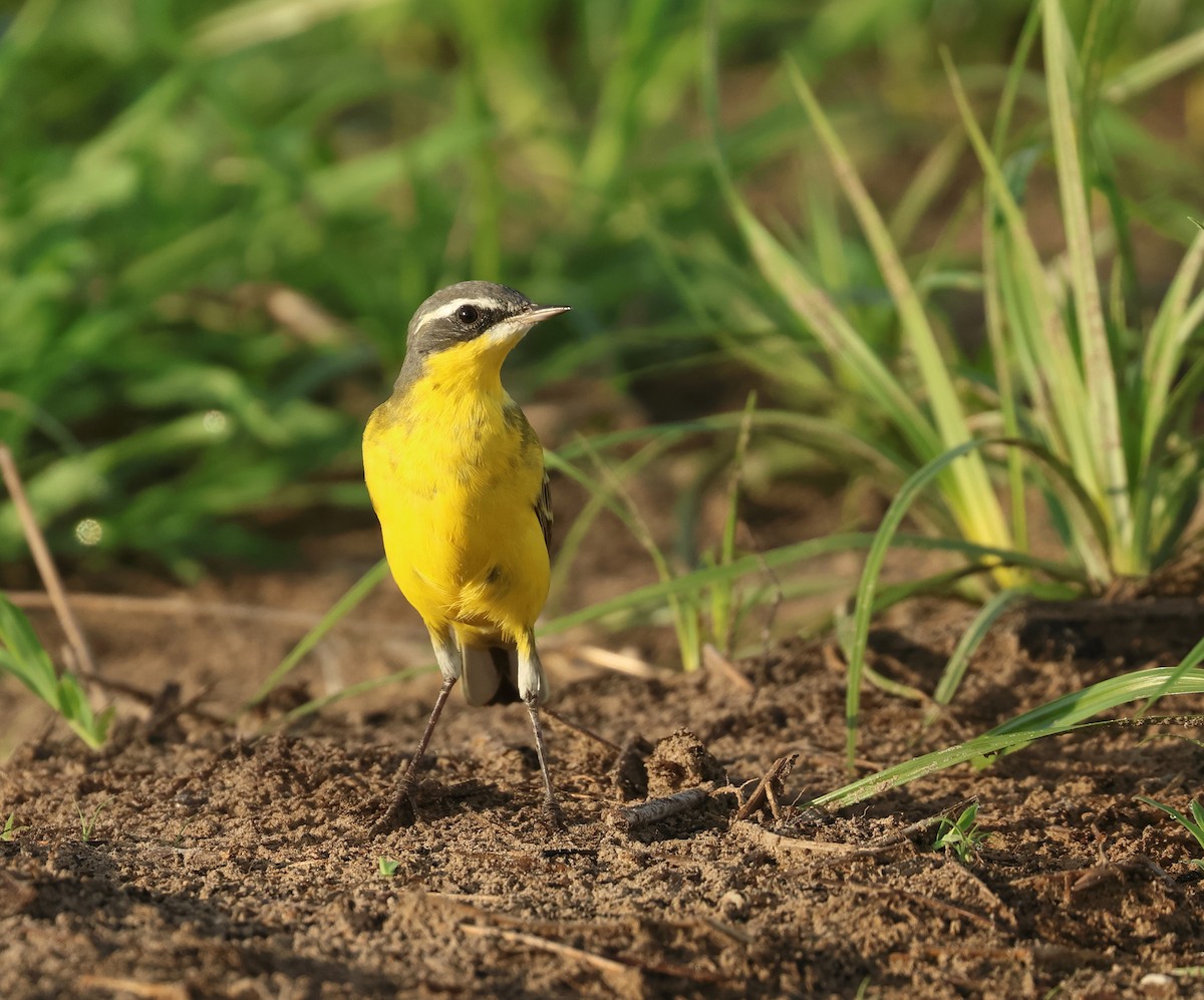 Eastern Yellow Wagtail (Eastern) - Dave Bakewell