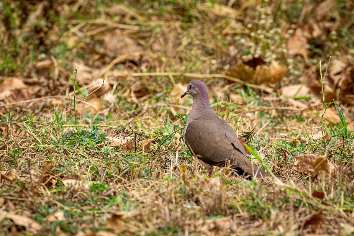 White-tipped Dove - ML618005042