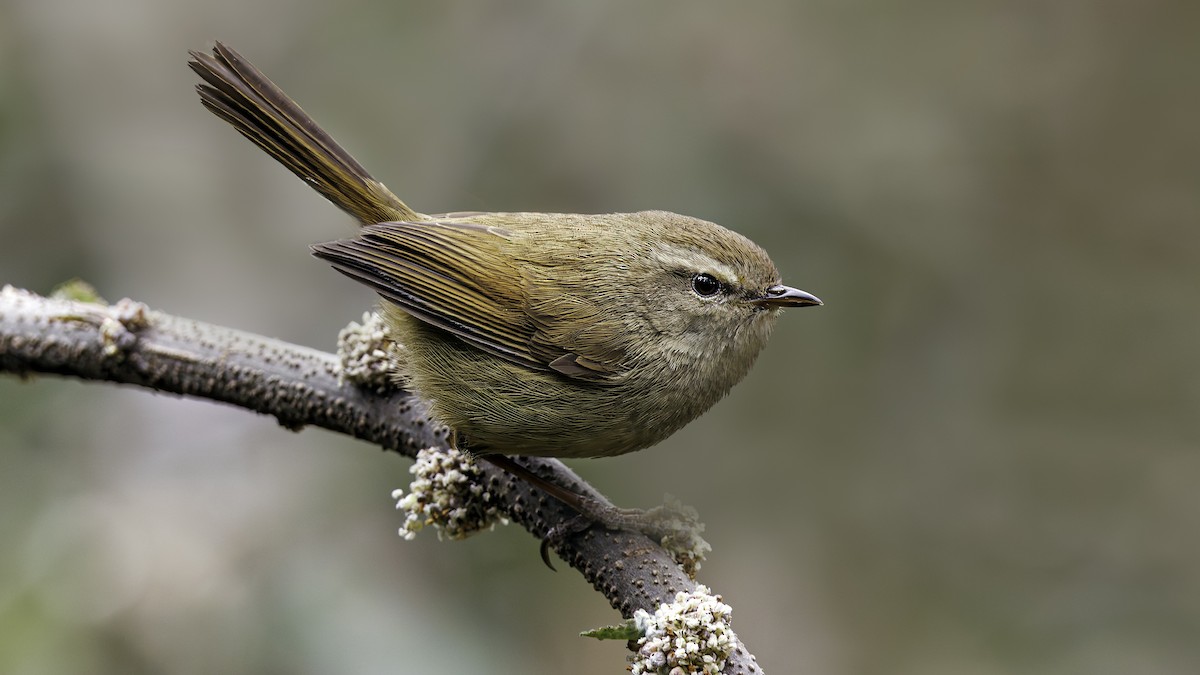 Brownish-flanked Bush Warbler - ML618005109