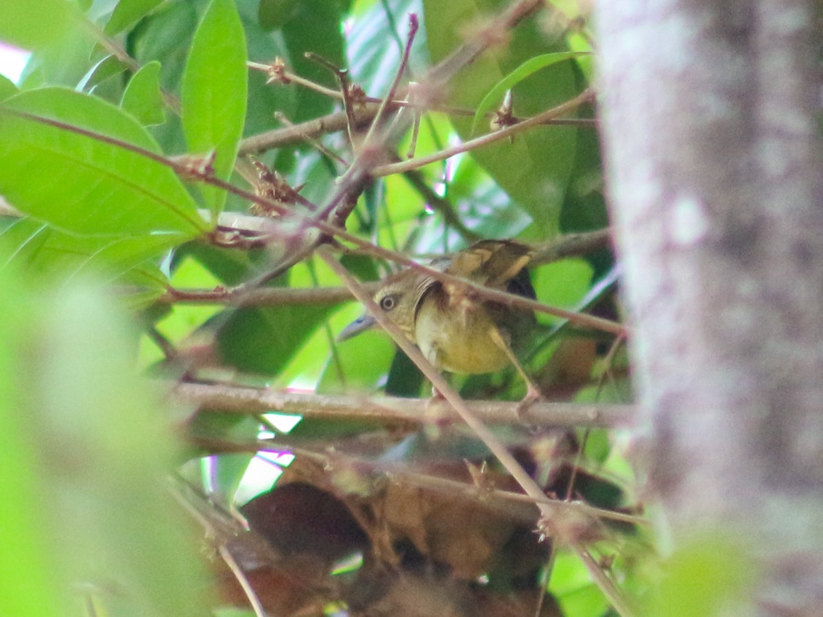 Pin-striped Tit-Babbler - Gerard Chartier