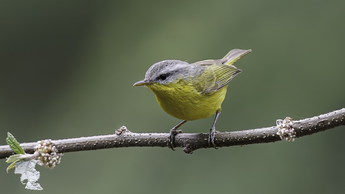 Gray-hooded Warbler - ML618005152