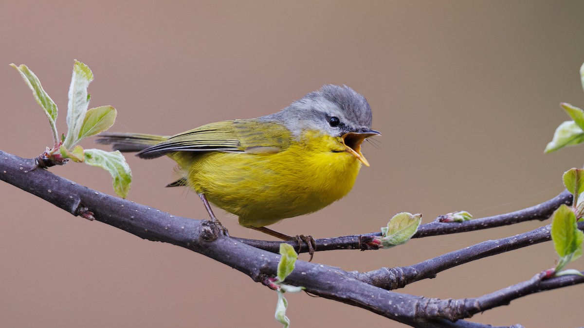 Gray-hooded Warbler - ML618005153