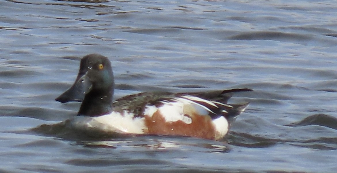 Northern Shoveler - ML618005233