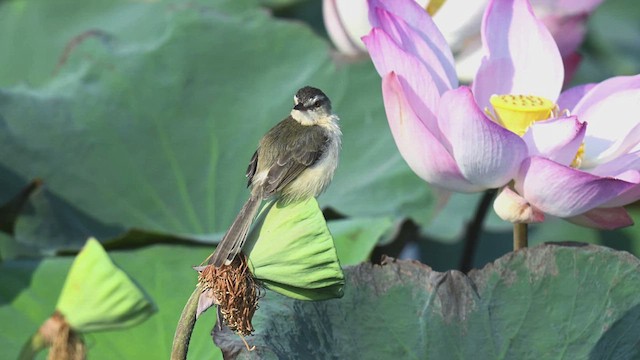 Plain Prinia - ML618005257