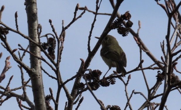 Ruby-crowned Kinglet - Rick/linda olson