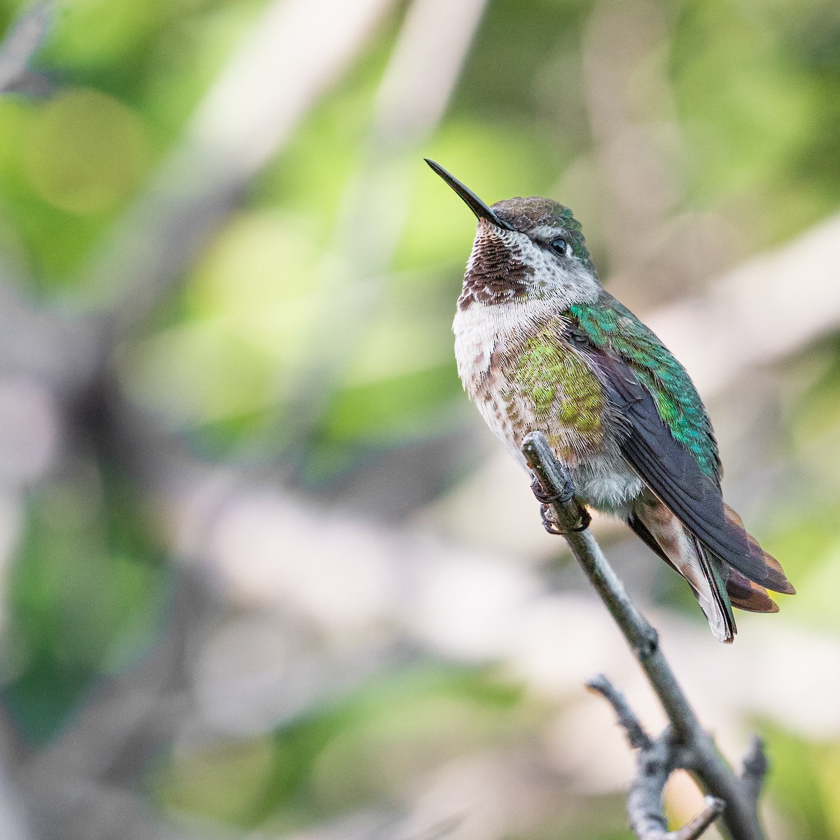 Anna's Hummingbird - Michael Long