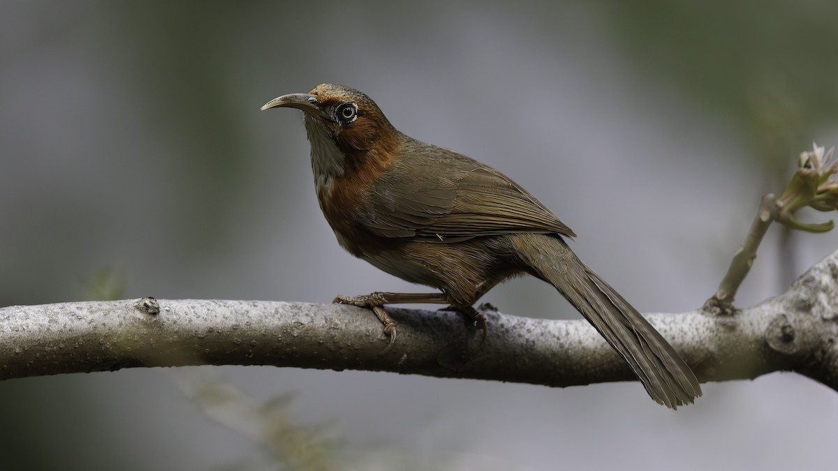 Rusty-cheeked Scimitar-Babbler - ML618005308