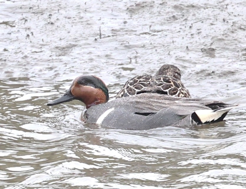 Green-winged Teal - ML618005417