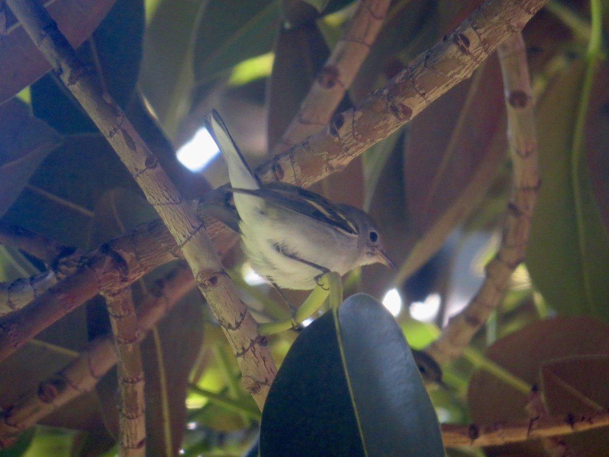 Chestnut-sided Warbler - ML618005453