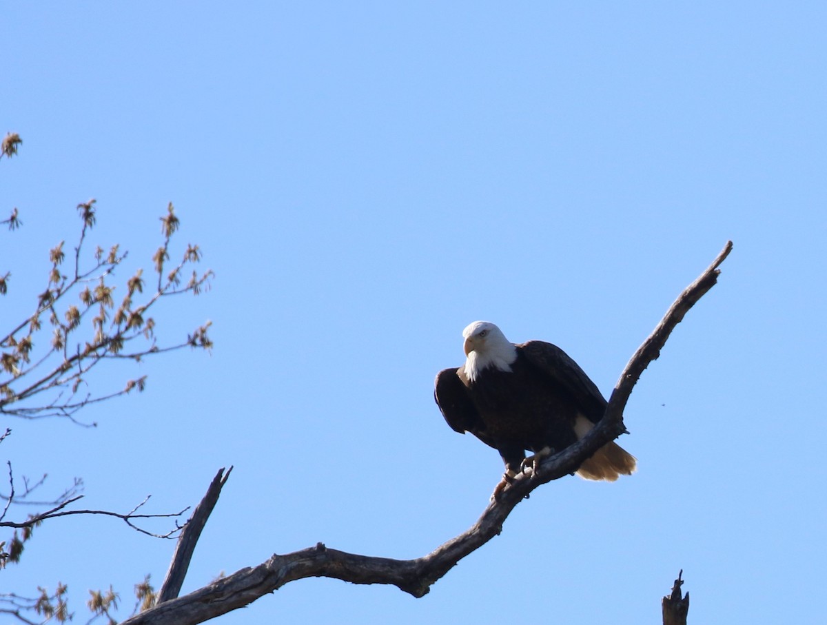 Bald Eagle - ML618005460