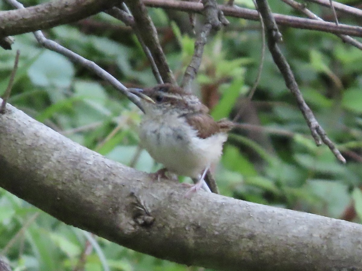 Cucarachero de Carolina (grupo ludovicianus) - ML618005465