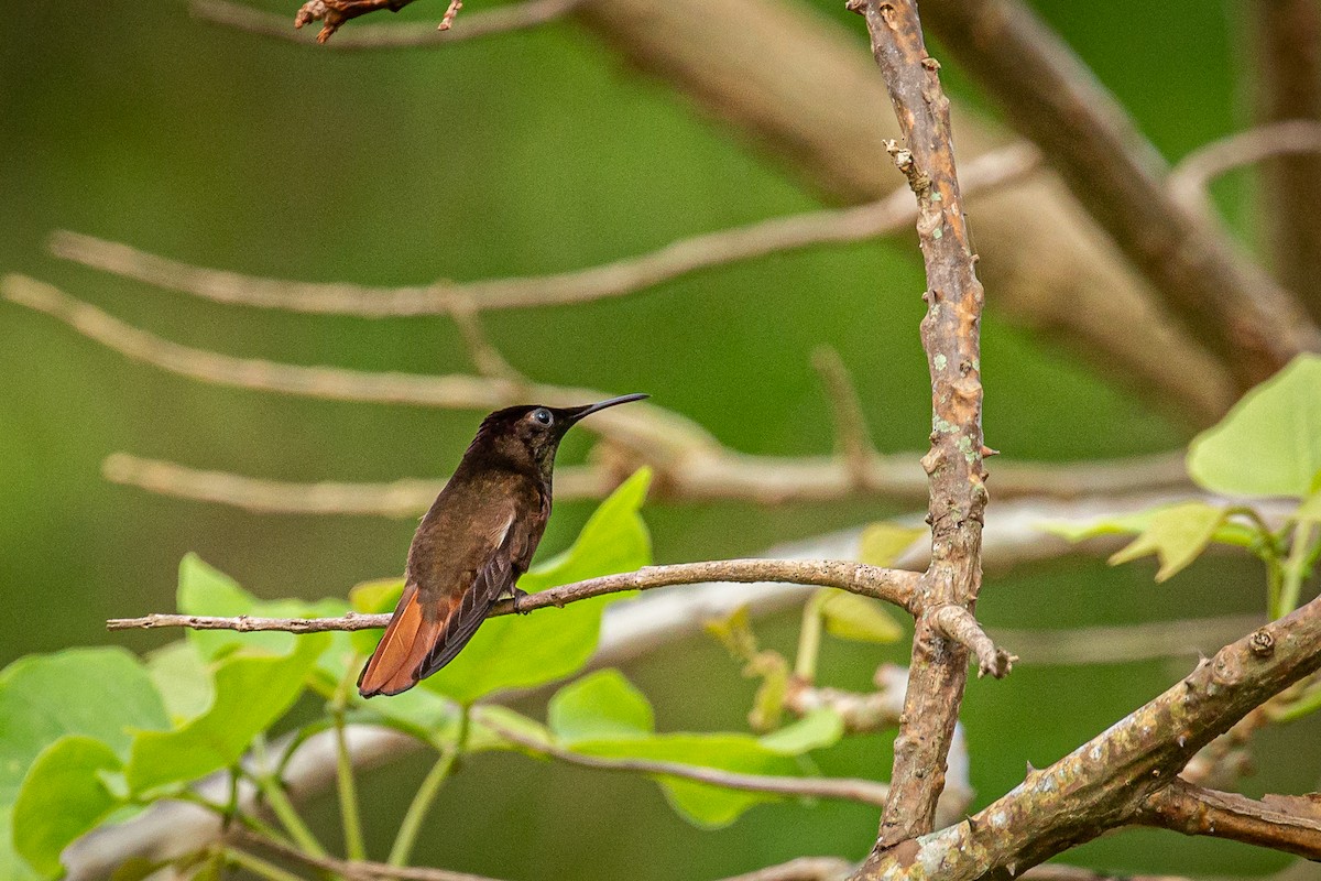 Ruby-topaz Hummingbird - ML618005475