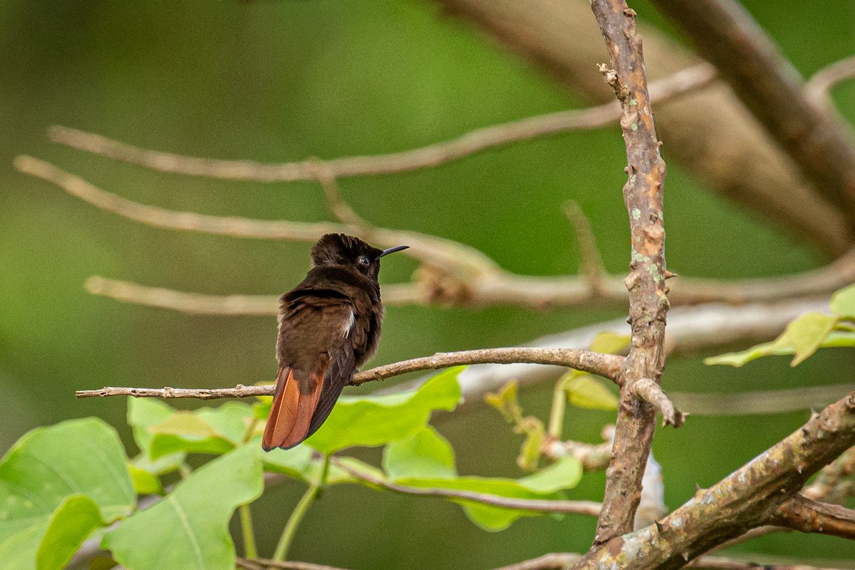 Ruby-topaz Hummingbird - ML618005477