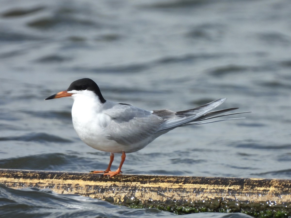 Forster's Tern - Hailey Whetten