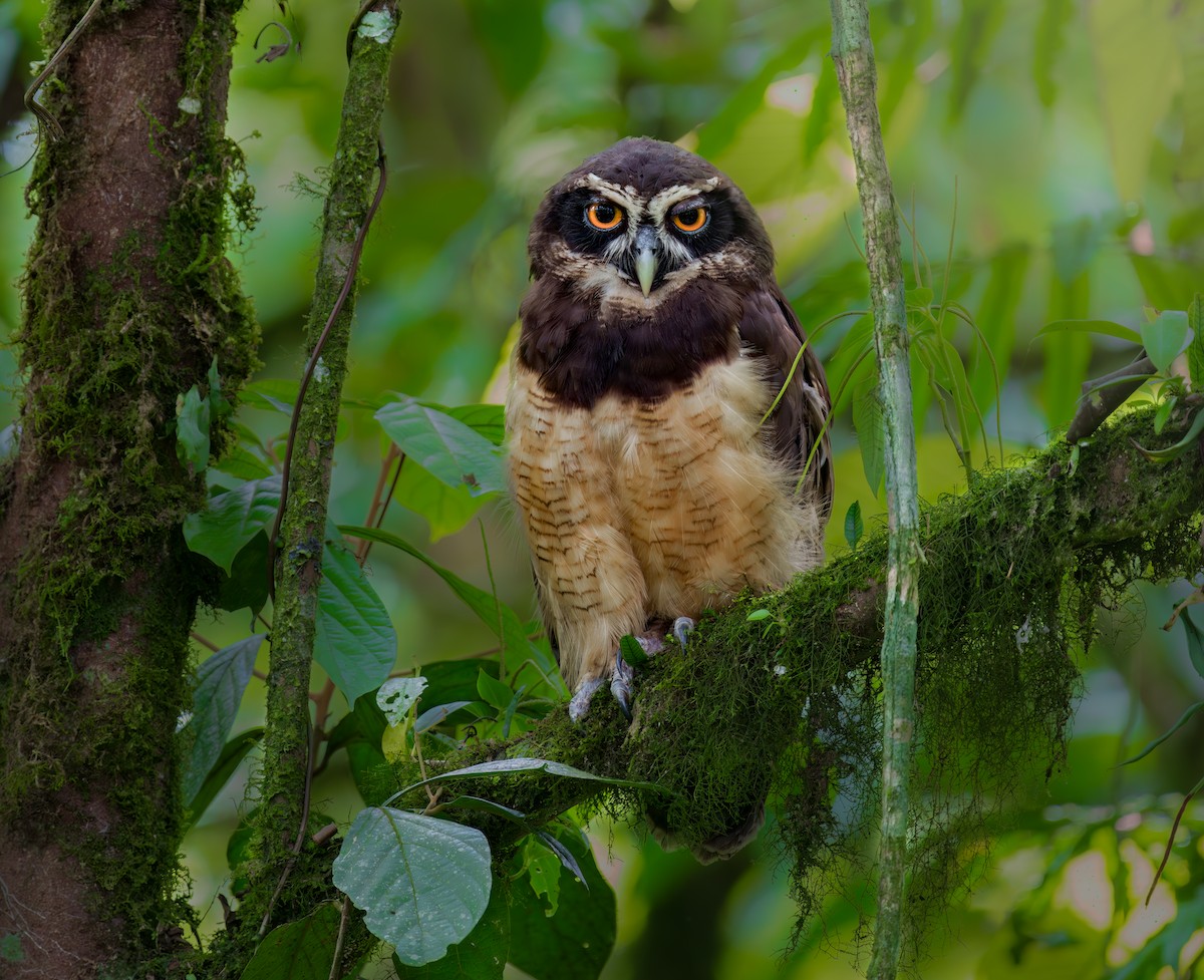 Spectacled Owl - Jean Bonilla