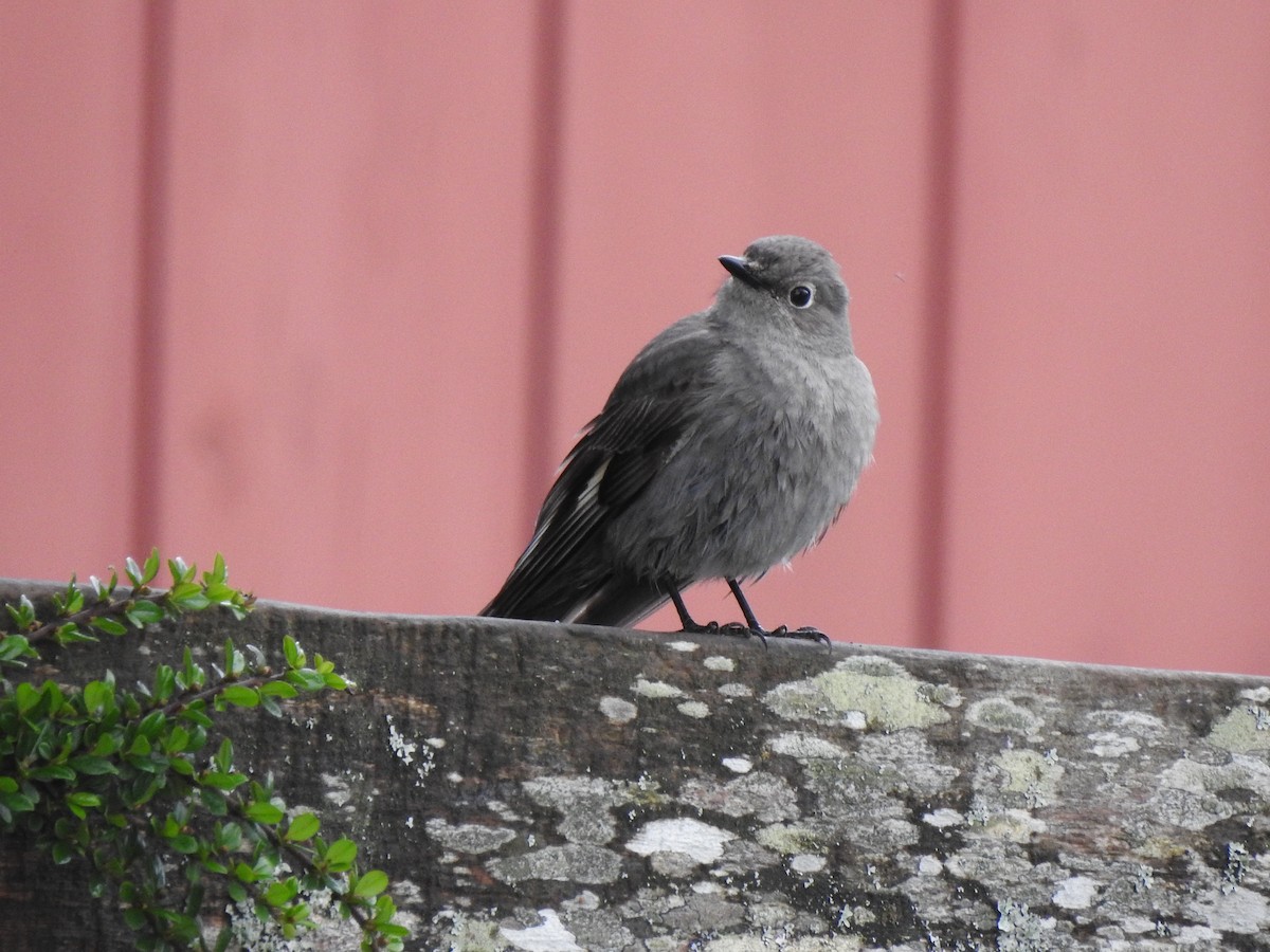 Townsend's Solitaire - ML618005553