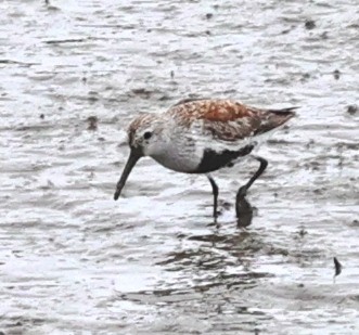 Dunlin - ML618005559