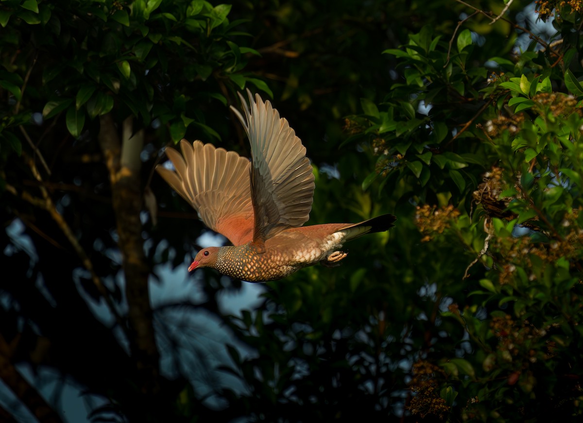 Scaled Pigeon - ML618005603