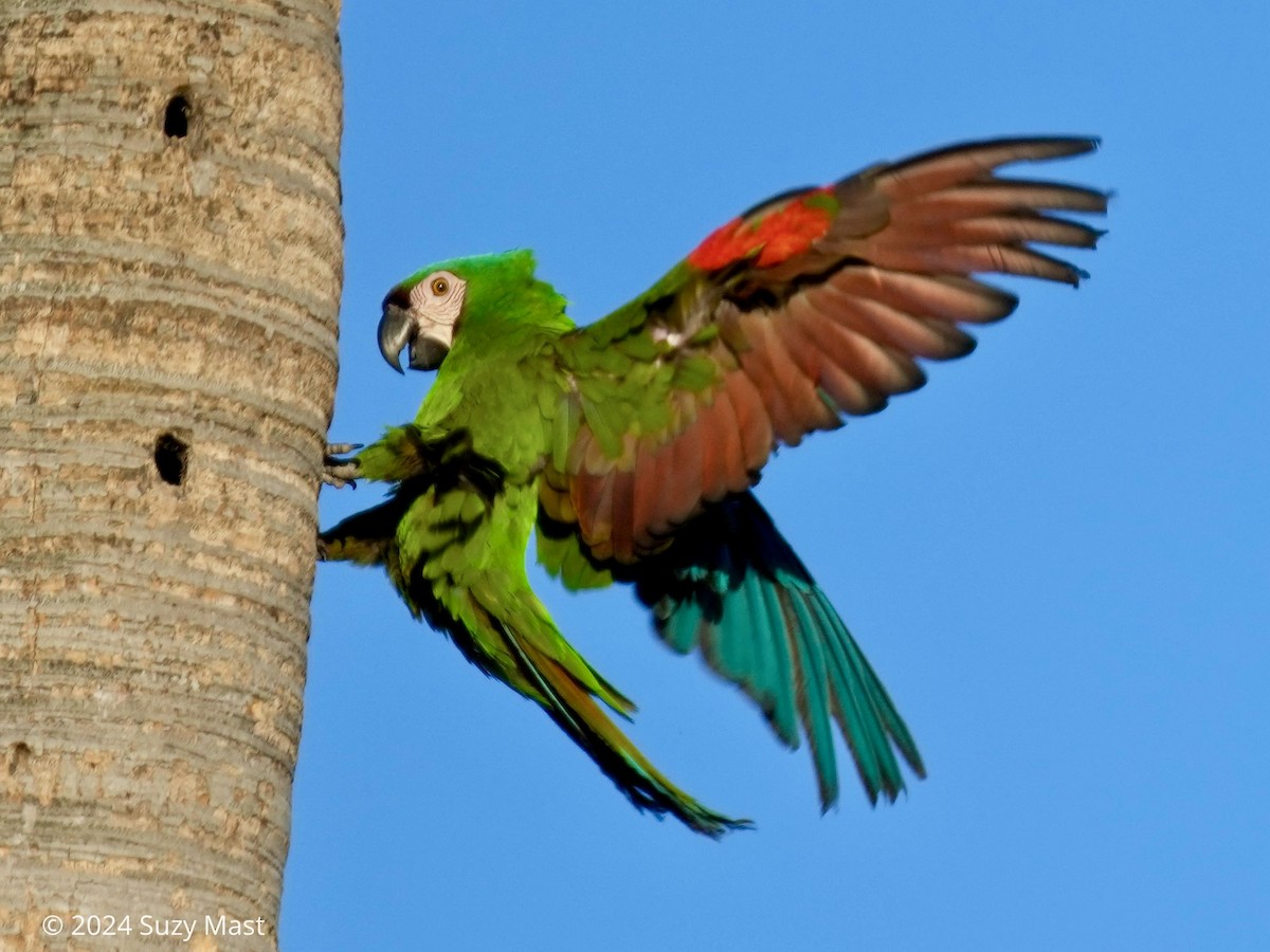 Chestnut-fronted Macaw - ML618005626
