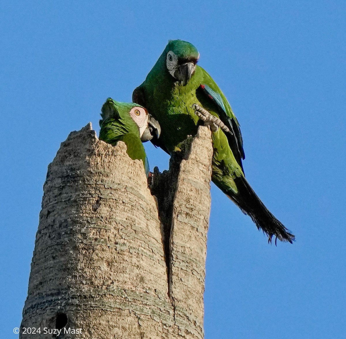 Chestnut-fronted Macaw - ML618005627