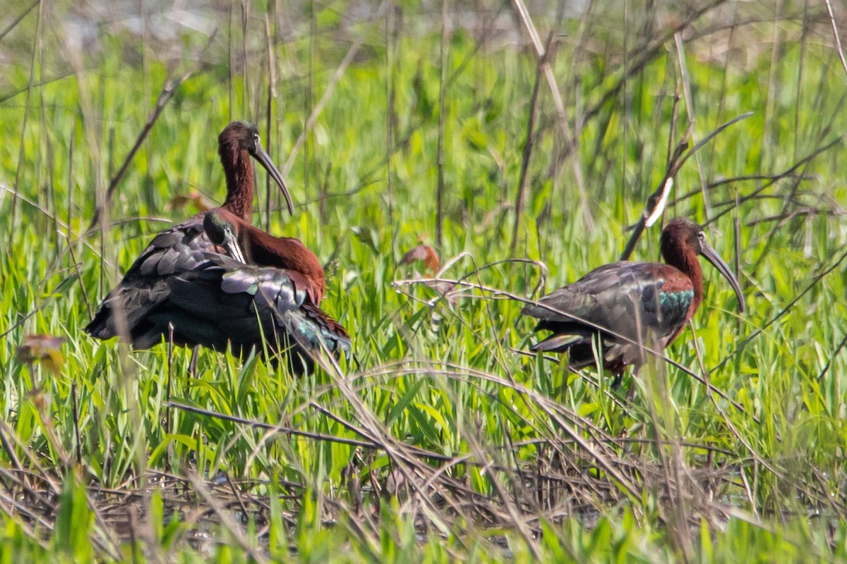 Glossy Ibis - ML618005638